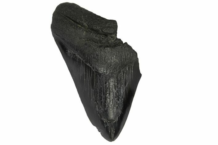 Partial Fossil Megalodon Tooth - South Carolina #168919